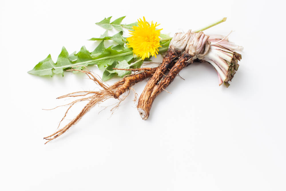 Freshly harvested dandelion roots being cleaned and prepared for drying