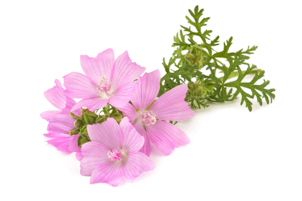 Close-up of mallow flowers with delicate petals and vibrant color